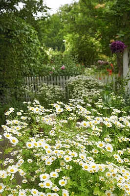 Buy stock photo A series of beautiful garden photos