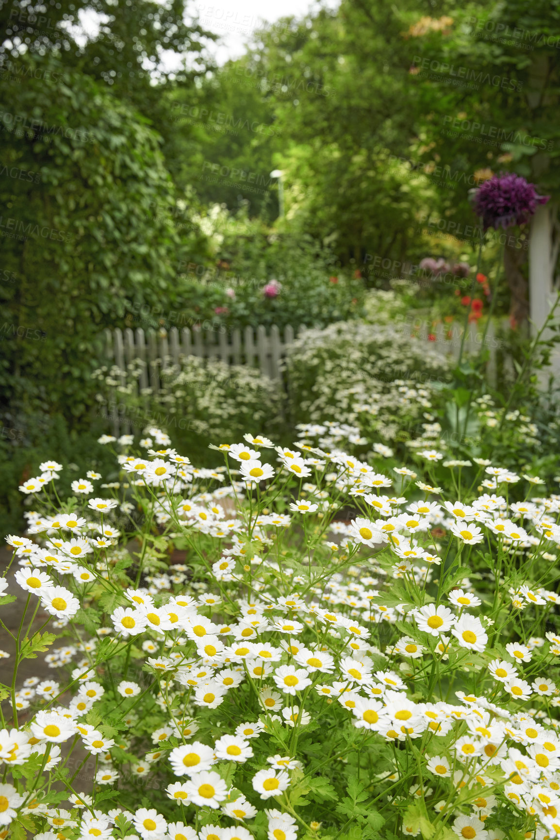 Buy stock photo A series of beautiful garden photos