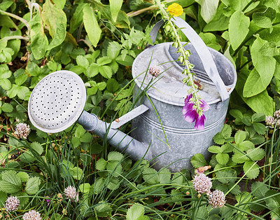 Buy stock photo An outdoor grey watering can in a garden landscape view with grass, plants, and flowers. Closeup of a gardening tool outside in nature with a flower. A green natural background in spring. 