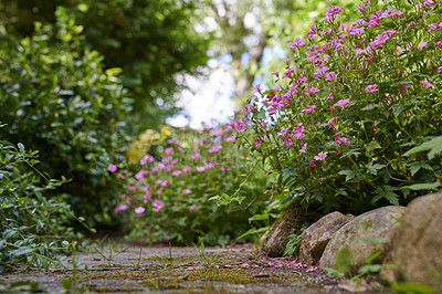 Buy stock photo A walkway or path through a colourful and lush botanical garden. Closeup of a variety of beautiful flowering plants in a backyard in summer. Scenic outdoor landscaping in a private nature environment