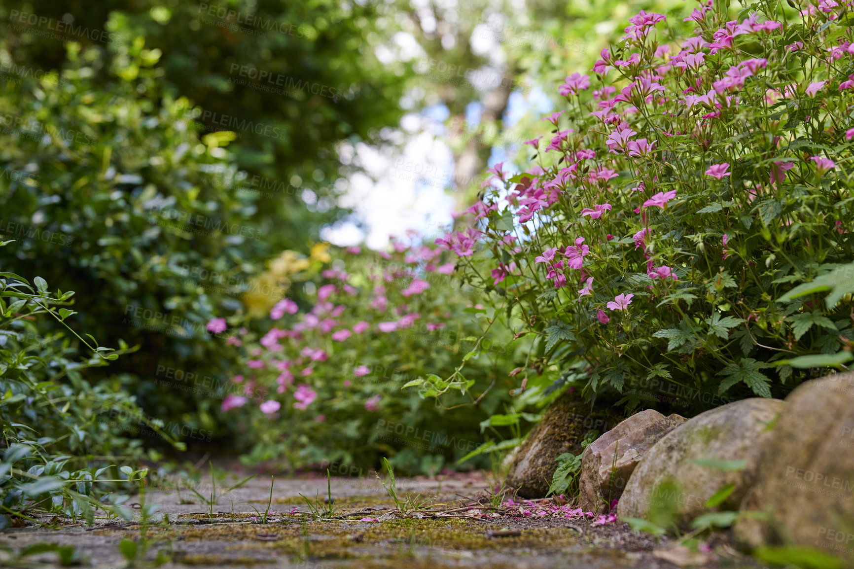 Buy stock photo A walkway or path through a colourful and lush botanical garden. Closeup of a variety of beautiful flowering plants in a backyard in summer. Scenic outdoor landscaping in a private nature environment