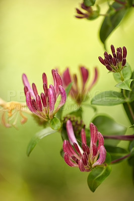 Buy stock photo A series of beautiful garden photos