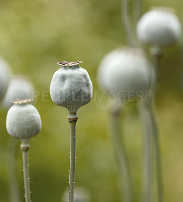 Buy stock photo Wild opium or breadseed poppy flowers growing in a botanical garden with blurred background and copy space. Closeup of papaver somniferum plant buds blooming in nature on a sunny day in spring