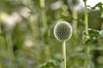 Globe Thistle flowers