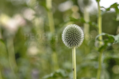 Buy stock photo Wild globe thistle or echinops exaltatus flowers growing in a botanical garden with blurred background and copy space. Closeup of asteraceae species of plants blooming in nature on a sunny day