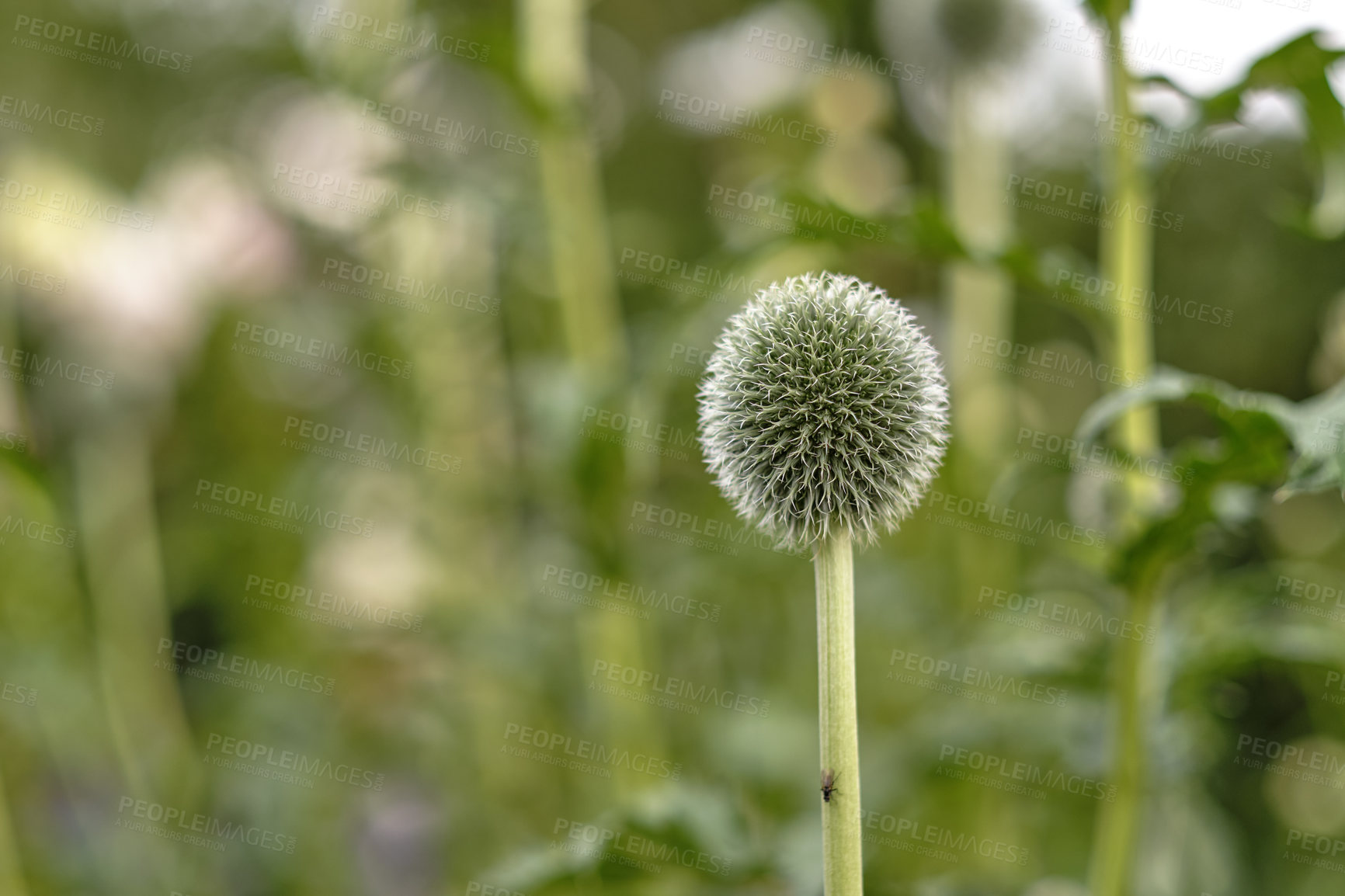 Buy stock photo Wild globe thistle or echinops exaltatus flowers growing in a botanical garden with blurred background and copy space. Closeup of asteraceae species of plants blooming in nature on a sunny day