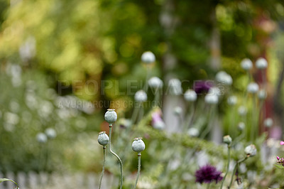 Buy stock photo A series of beautiful garden photos