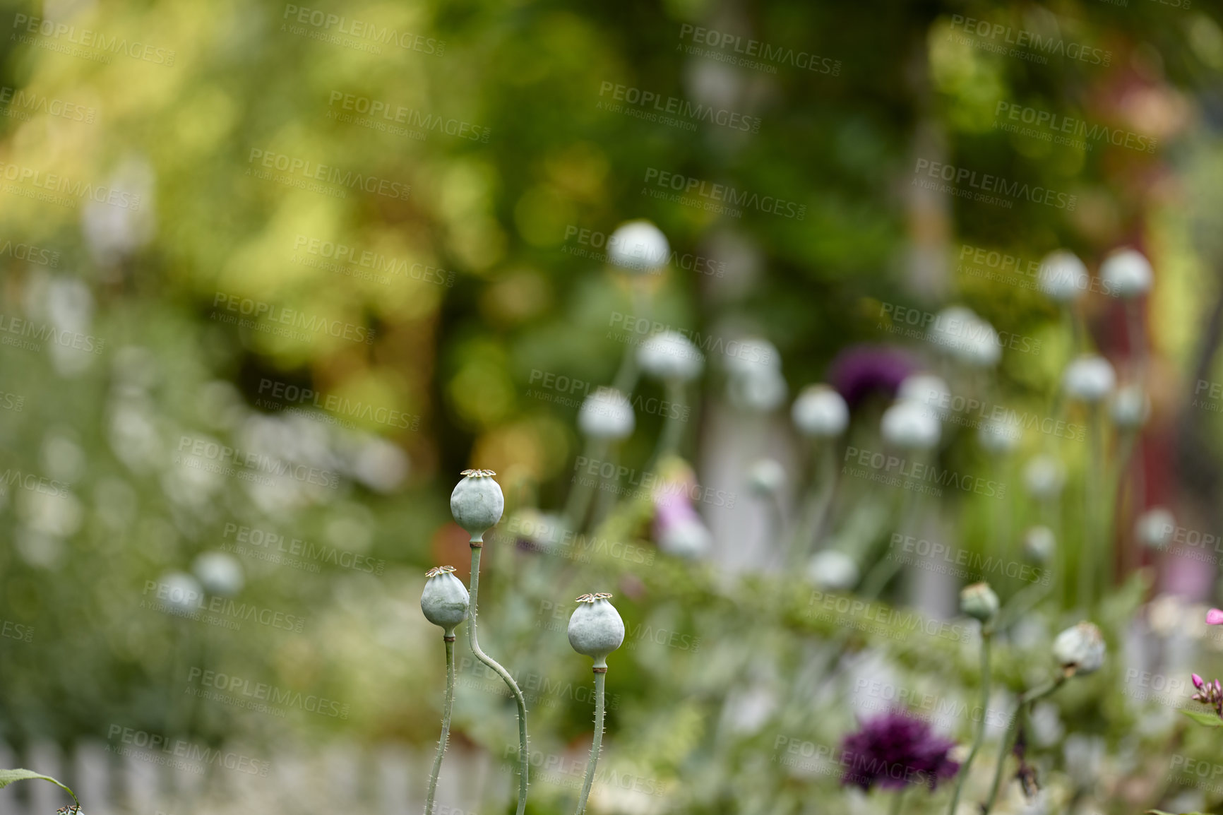 Buy stock photo A series of beautiful garden photos