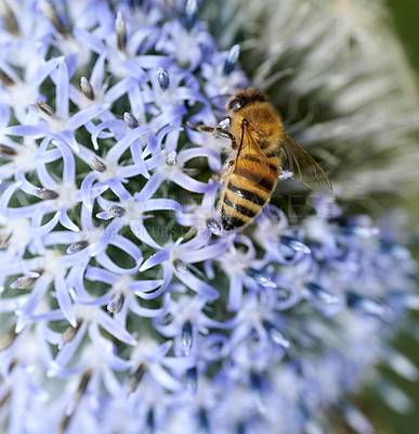 Buy stock photo A series of beautiful garden photos