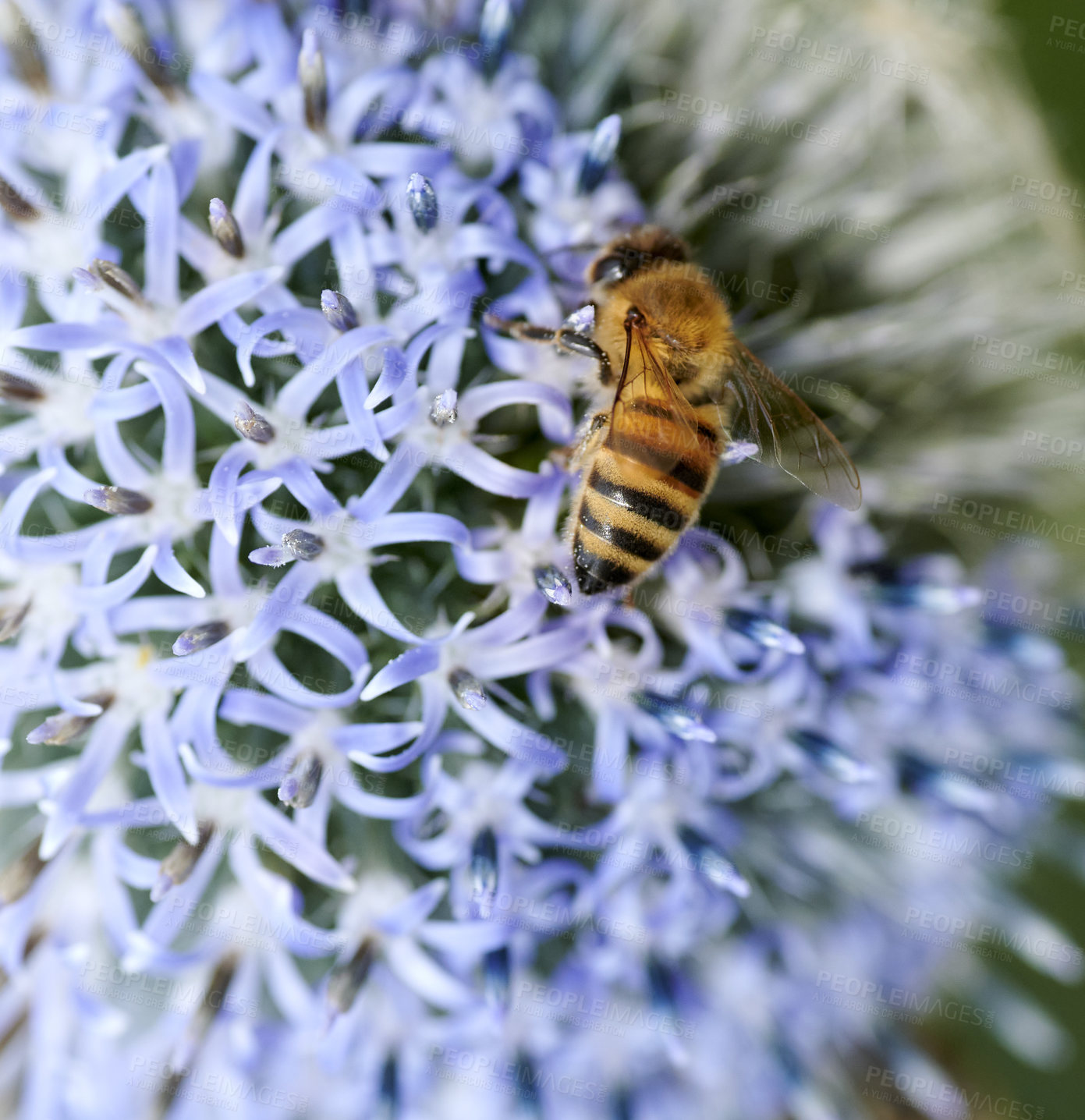 Buy stock photo A series of beautiful garden photos