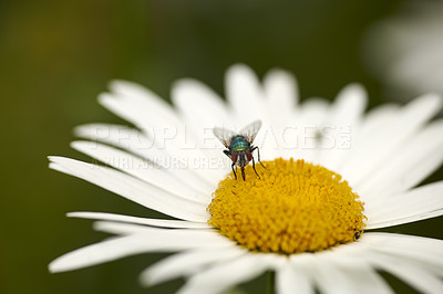 Buy stock photo A greenbottle fly pollinating a white flower closeup. Macro details of a tiny blowfly insect feeding nectar from a daisy flowering plant during pollination in a backyard garden or green park