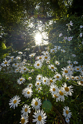 Buy stock photo White daisies growing in remote field, meadow, backyard or garden with the sun shining through in the background from below. Marguerite flowers blossoming, blooming and flowering outdoors in nature