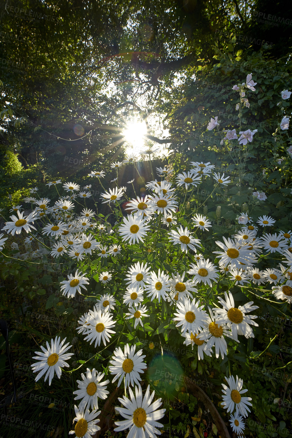 Buy stock photo White daisies growing in remote field, meadow, backyard or garden with the sun shining through in the background from below. Marguerite flowers blossoming, blooming and flowering outdoors in nature