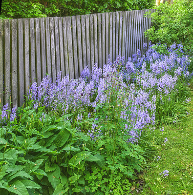 Buy stock photo A photo of beautiful Blue flowers in springtime