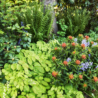 Buy stock photo A photo of beautiful garden details