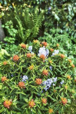 Buy stock photo A photo of beautiful garden details