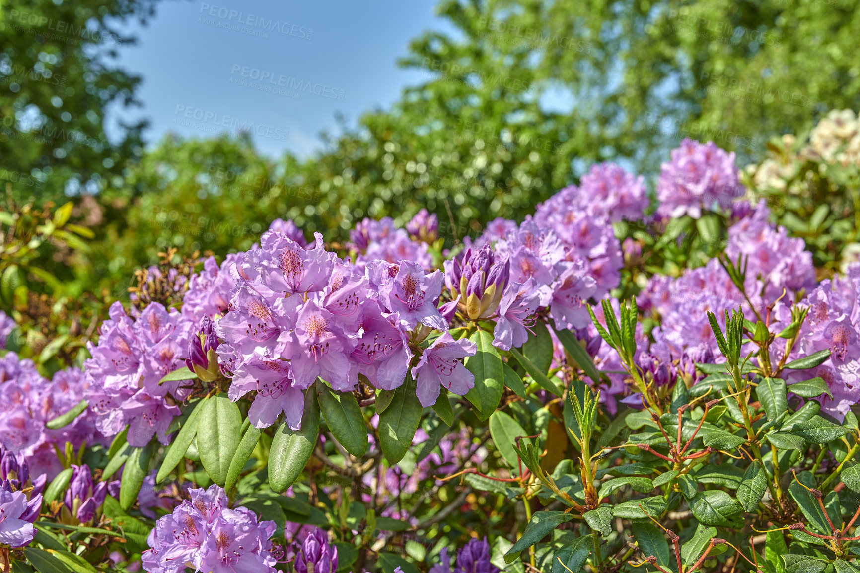 Buy stock photo A series of photos of rhododendron in garden