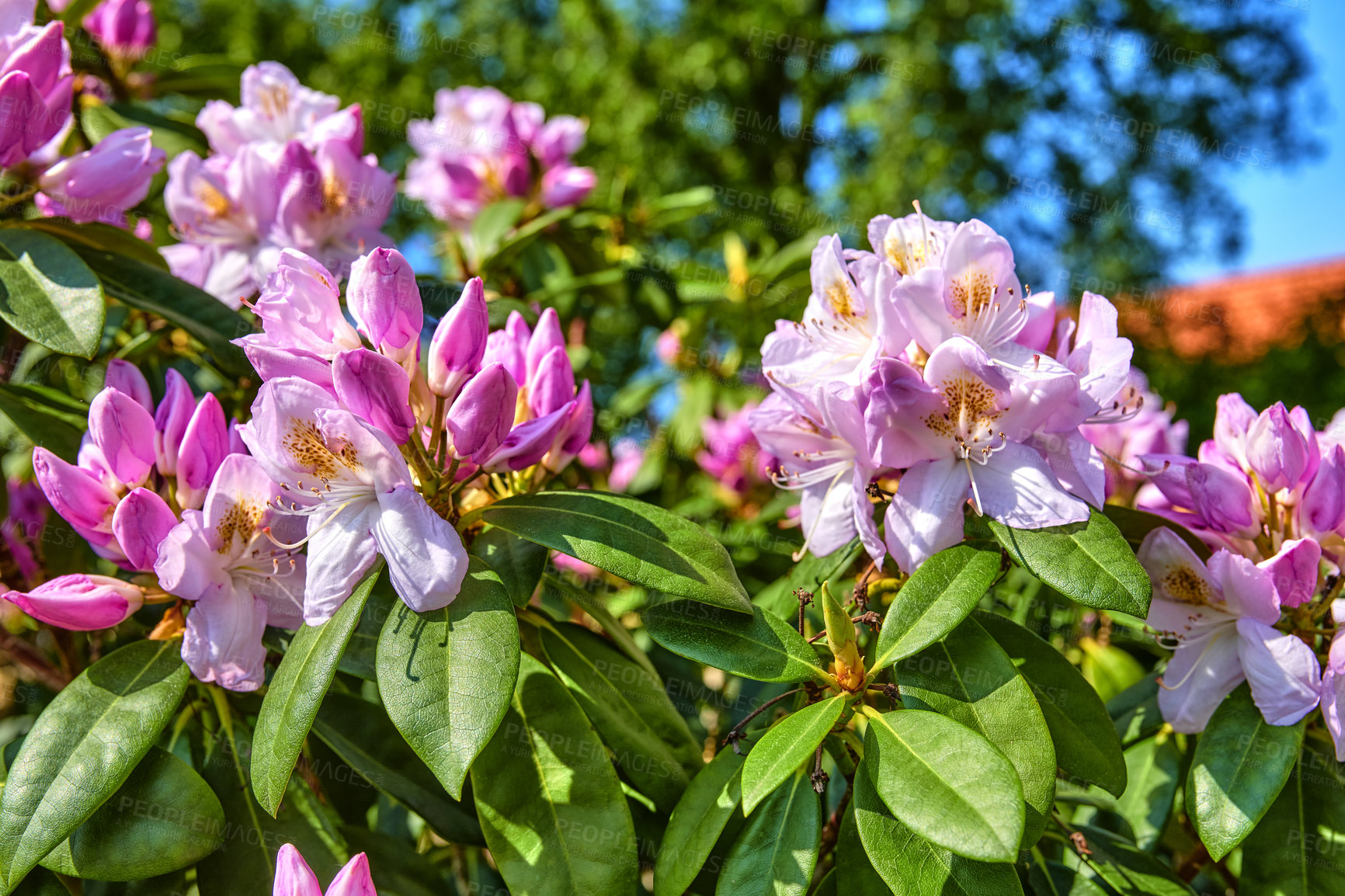 Buy stock photo A series of photos of rhododendron in garden