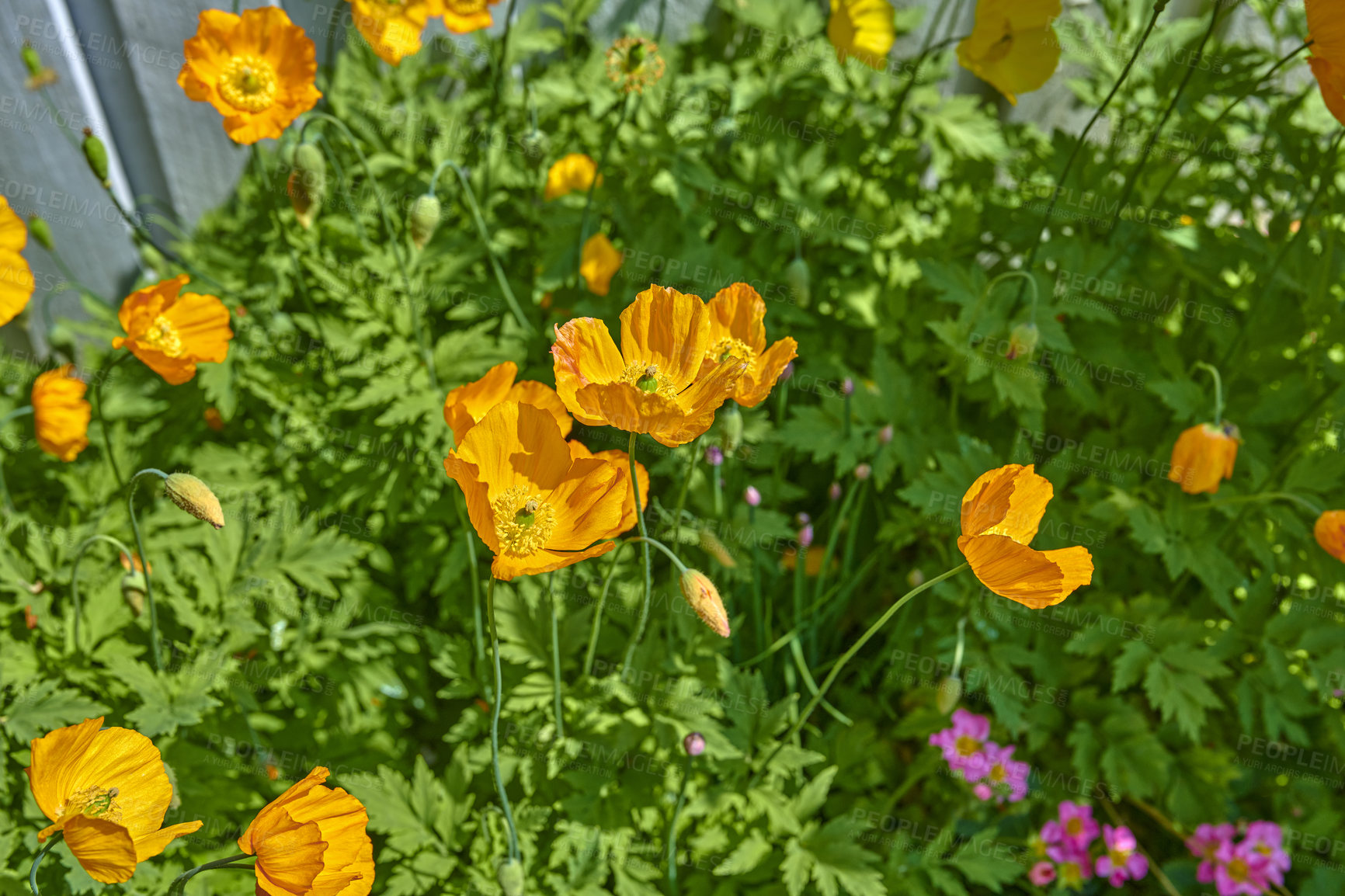 Buy stock photo A photo of beautiful garden details