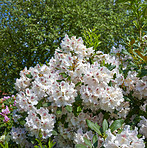 Rhododendron in my garden