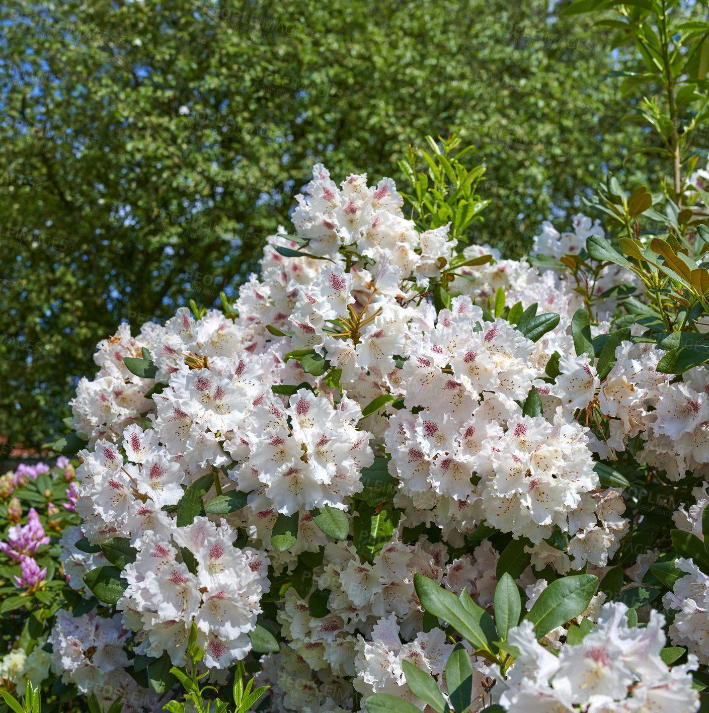 Buy stock photo A series of photos of rhododendron in garden