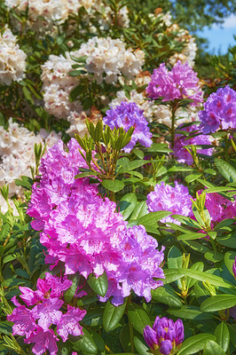 Buy stock photo A series of photos of rhododendron in garden