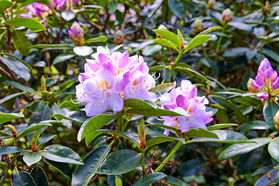 Buy stock photo A series of photos of rhododendron in garden