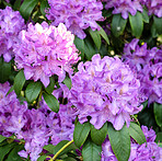 Rhododendron in my garden