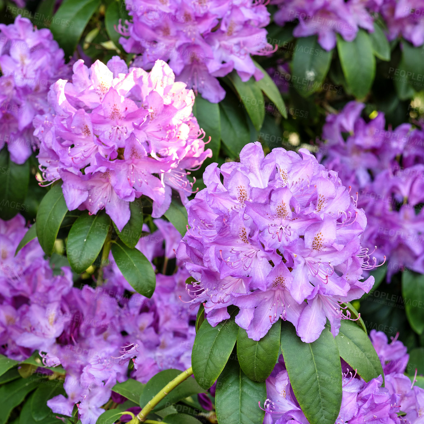 Buy stock photo A series of photos of rhododendron in garden