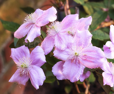 Buy stock photo A series of beautiful garden photos