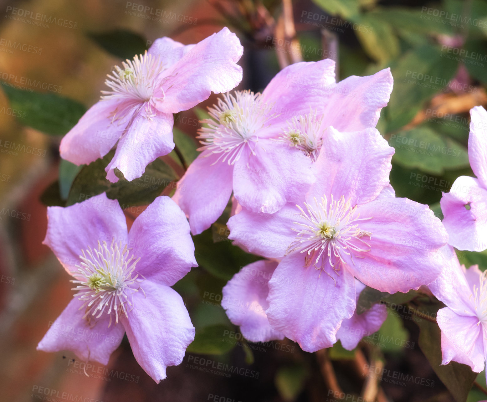 Buy stock photo A series of beautiful garden photos