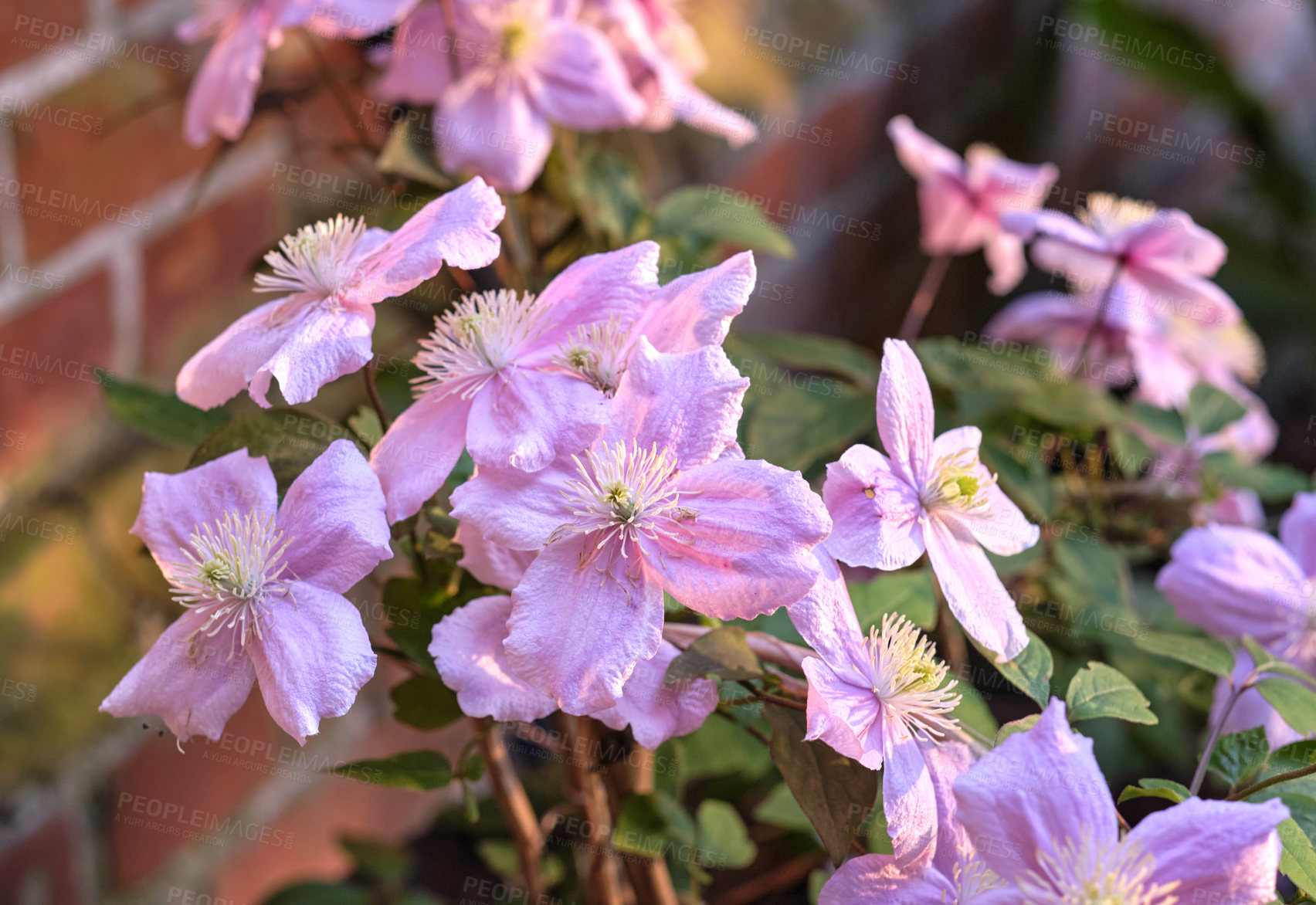 Buy stock photo A series of beautiful garden photos