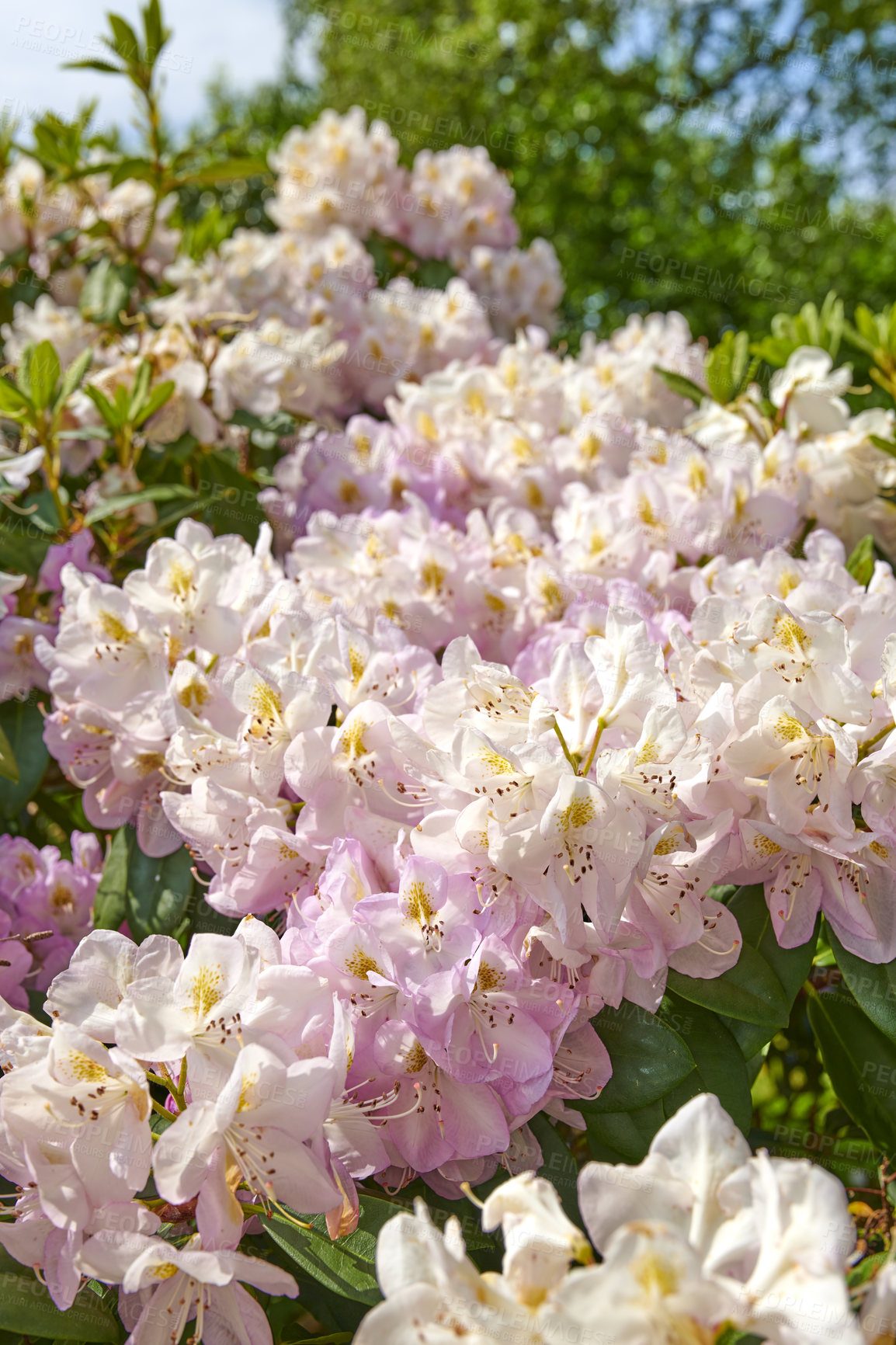 Buy stock photo Bush, growth and environment with flowers in nature for garden, eco friendly and blooming. Ecology, sustainability and blossom with rhododendron plants outdoor for ecosystem, floral and foliage