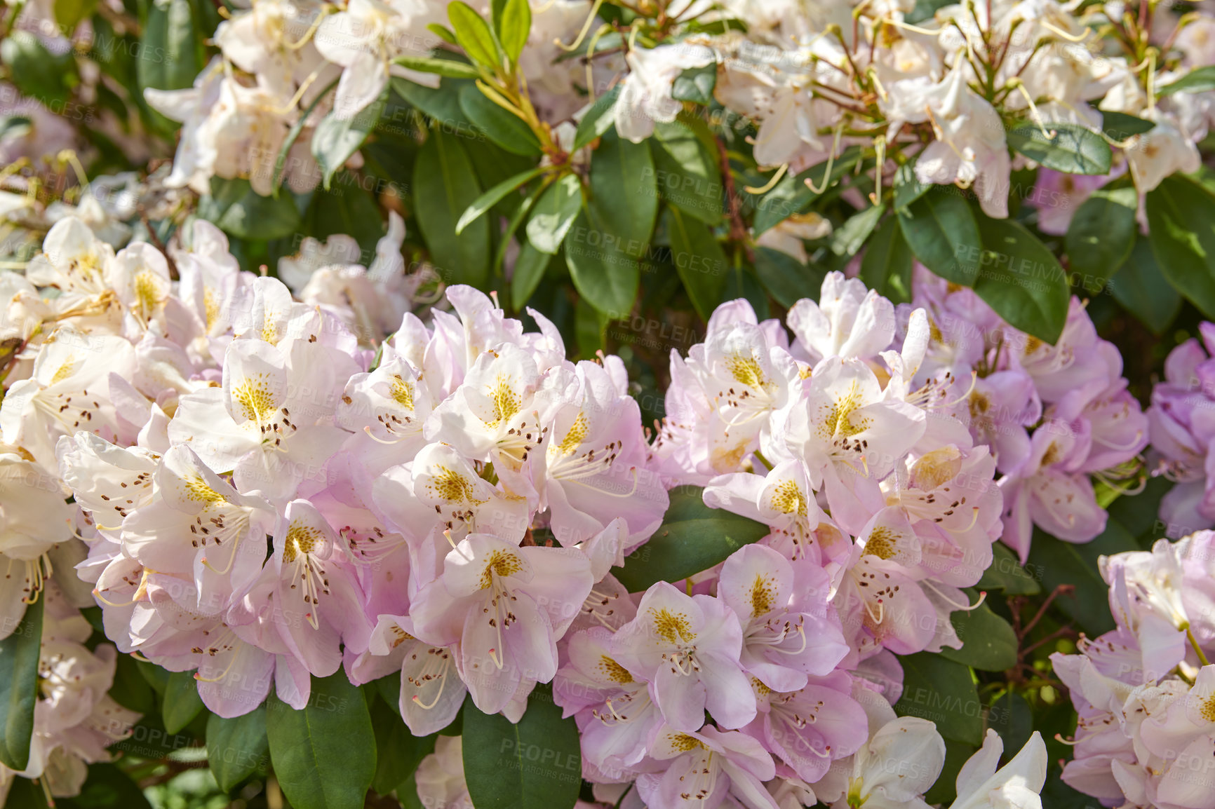 Buy stock photo Rhododendron is a genus of 1,024 species of woody plants in the heath family, either evergreen or deciduous, and found mainly in Asia, although it is also widespread throughout the Southern Highlands of the Appalachian Mountains of North America.