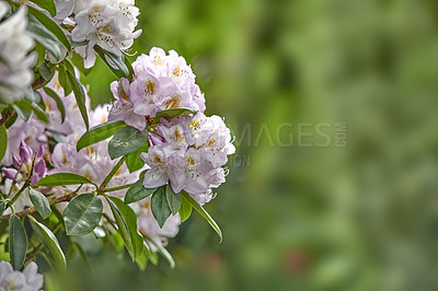 Buy stock photo Rhododendron is a genus of 1,024 species of woody plants in the heath family, either evergreen or deciduous, and found mainly in Asia, although it is also widespread throughout the Southern Highlands of the Appalachian Mountains of North America.