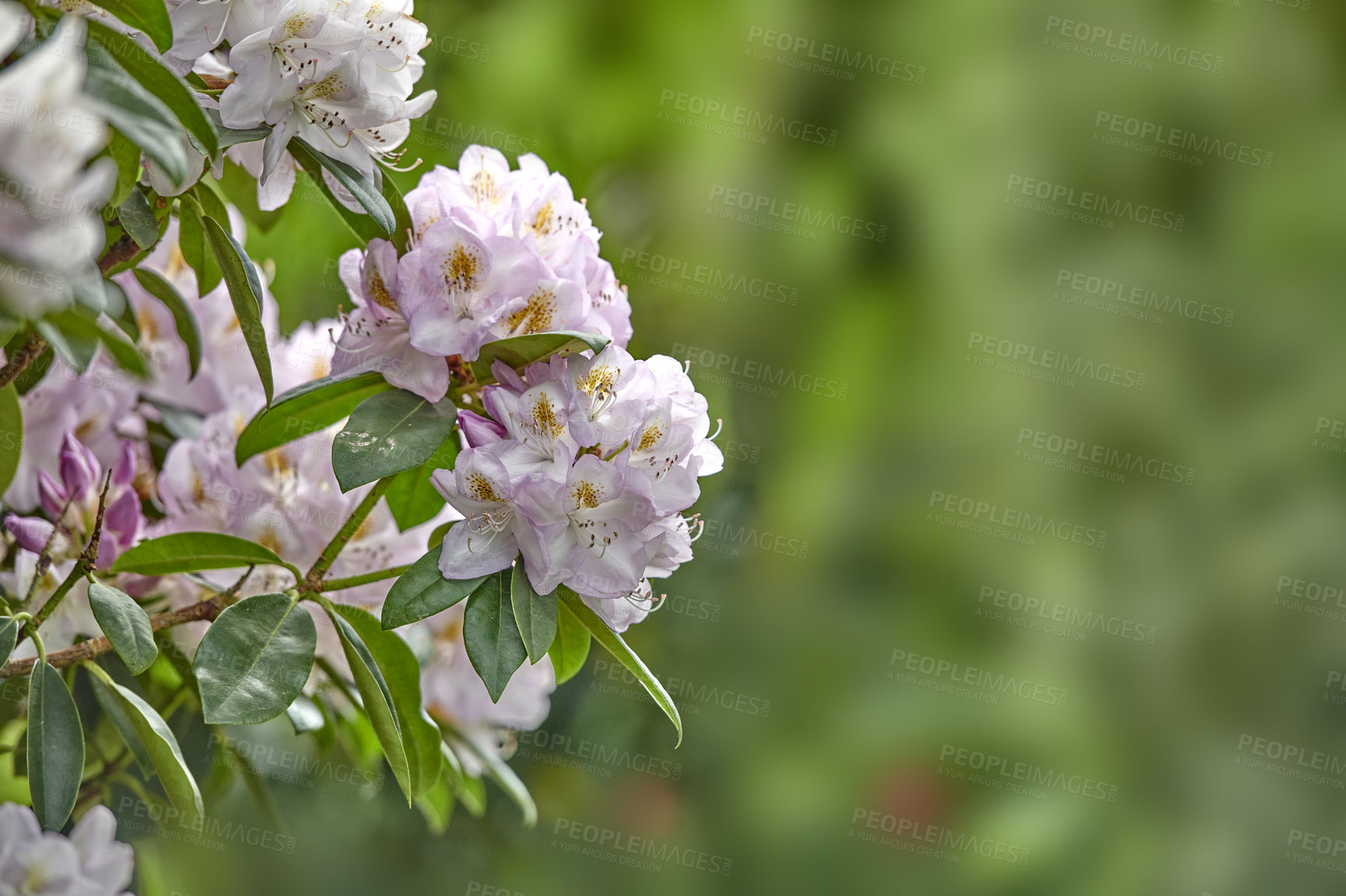 Buy stock photo Rhododendron is a genus of 1,024 species of woody plants in the heath family, either evergreen or deciduous, and found mainly in Asia, although it is also widespread throughout the Southern Highlands of the Appalachian Mountains of North America.