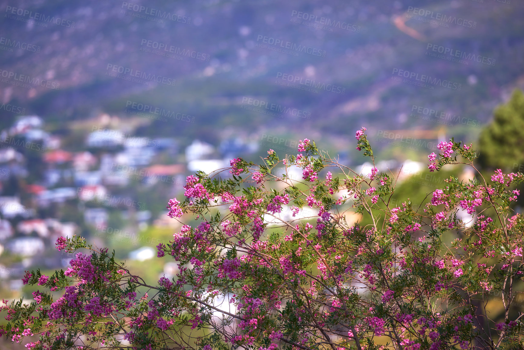 Buy stock photo Pink paperflower on green stems growing on a hill side against a urban city background. Closeup of scenic landscape environment with fine bush indigenous plant and flower species growing on mountain