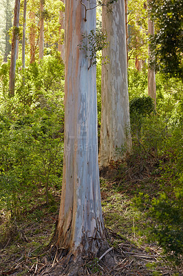 Buy stock photo Tall trees in a forest with green bush on a sunny summer day. The landscape of many trunks outdoors in the woods or woodlands on a spring day. Lush foliage outside in a jungle during sunrise