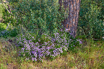 Buy stock photo Many purple daisy flowers growing near a tree trunk in spring. Nature landscape of pretty vibrant and wild grown daisies in green nature. Beautiful violet bush of flowering plants in a park or forest