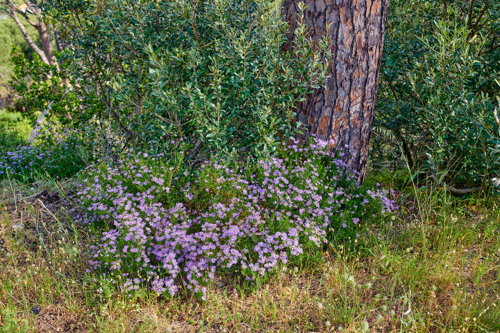 Buy stock photo Many purple daisy flowers growing near a tree trunk in spring. Nature landscape of pretty vibrant and wild grown daisies in green nature. Beautiful violet bush of flowering plants in a park or forest