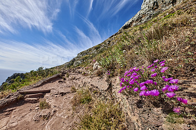 Buy stock photo Beautiful mountain peaks, green lush bushes and trees growing peacefully on Table mountain. Large area of rocky landscape with calming fresh air, ecological life and harmony