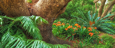 Buy stock photo Beautiful wild Bush Lily plants in a quiet forest. Lush green bushes and leaves growing in a peaceful park. Serene beauty in nature with patterns and textures of vibrant nature 