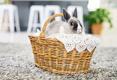 Buy stock photo Shot of a cute rabbit sitting in a basket at home