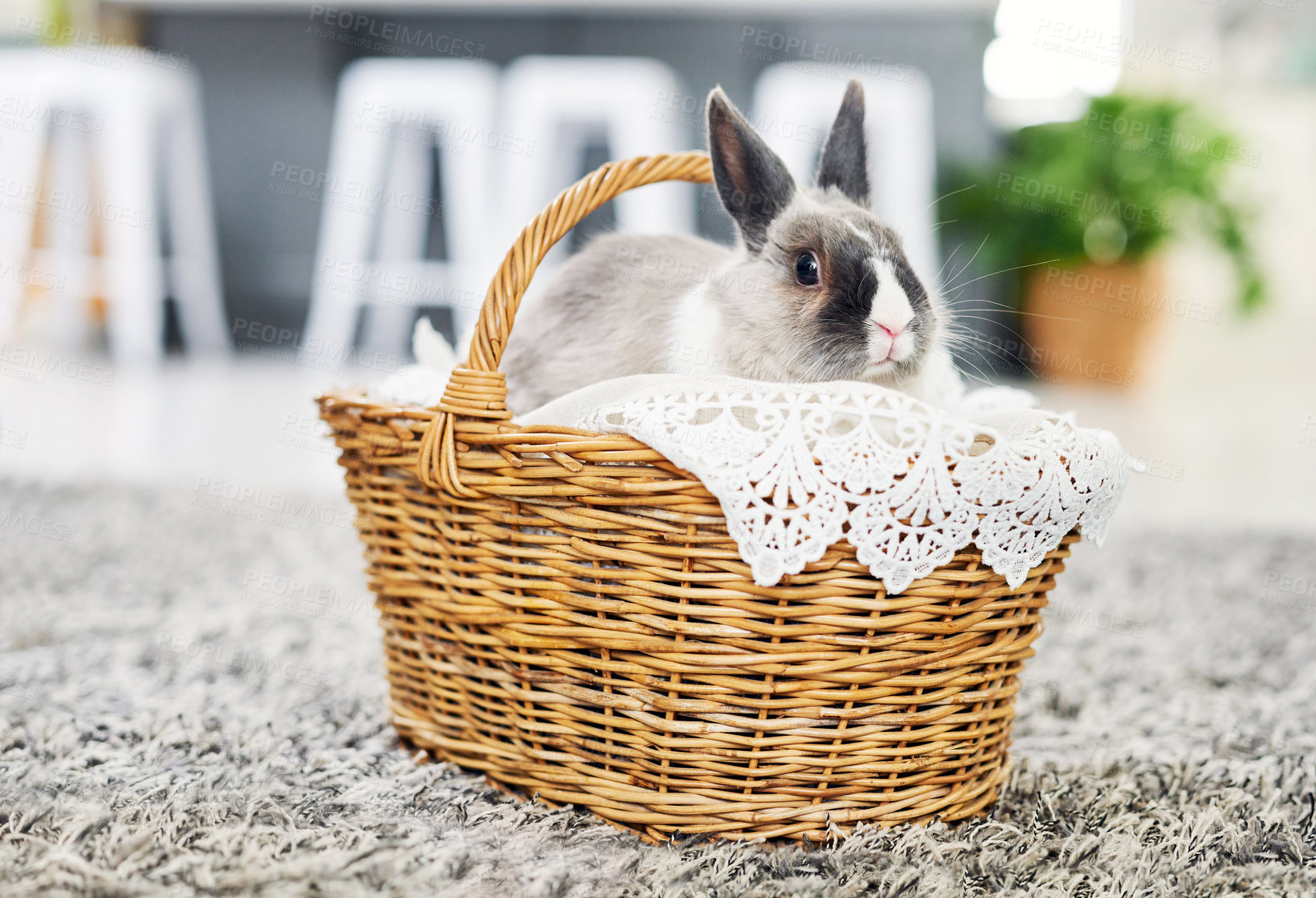 Buy stock photo Shot of a cute rabbit sitting in a basket at home