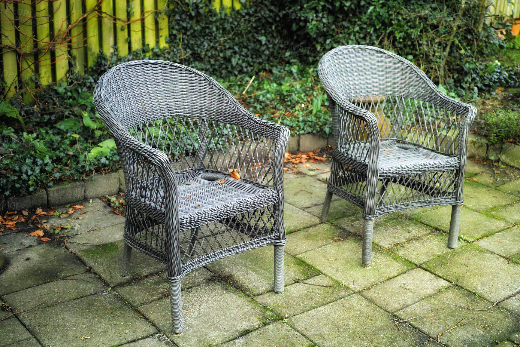 Buy stock photo Cozy garden area for coffee and reading outside in the warm summer. Two grey woven lawn chairs on a stone patio outside in an overgrown backyard. Old outdoor furniture in a private location to relax