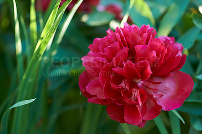 Buy stock photo A series of beautiful garden photos