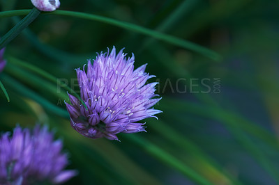 Buy stock photo A series of beautiful garden photos