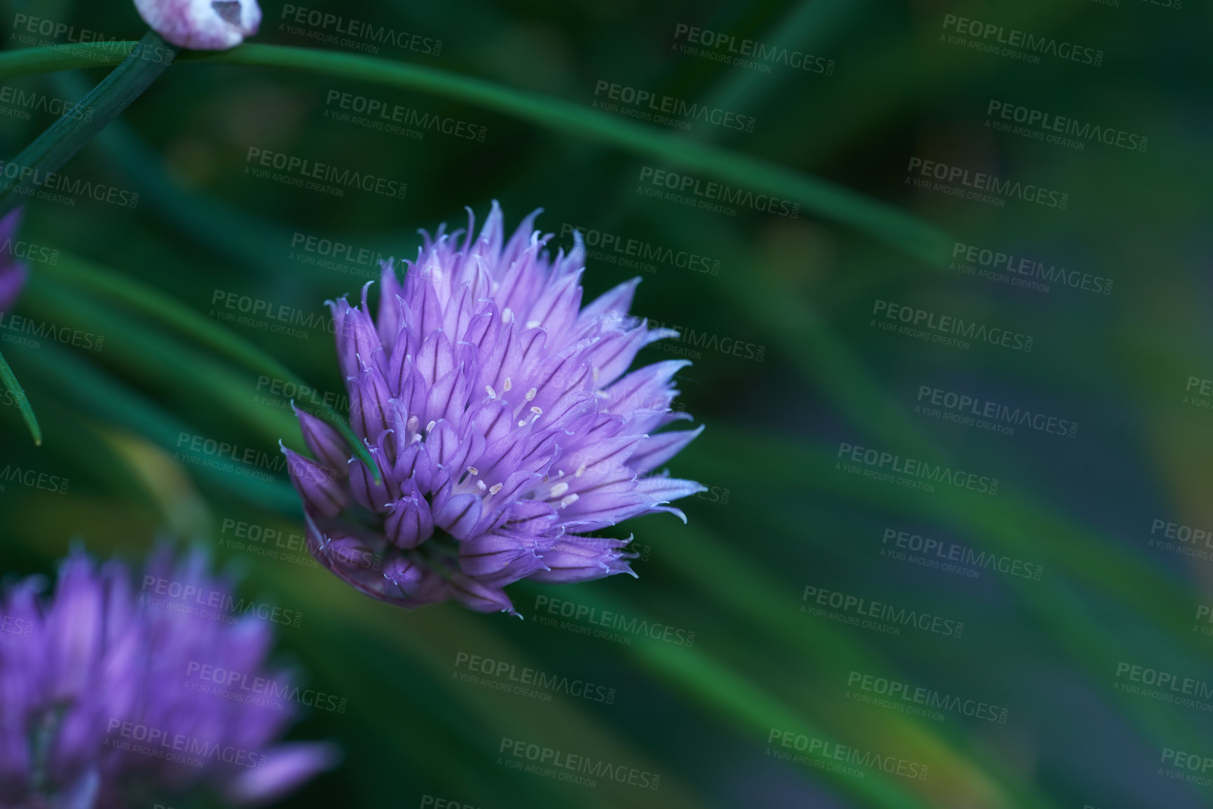 Buy stock photo A series of beautiful garden photos