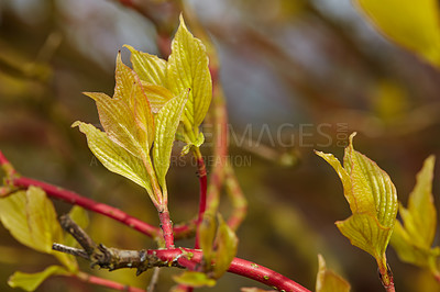 Buy stock photo A series of beautiful garden photos