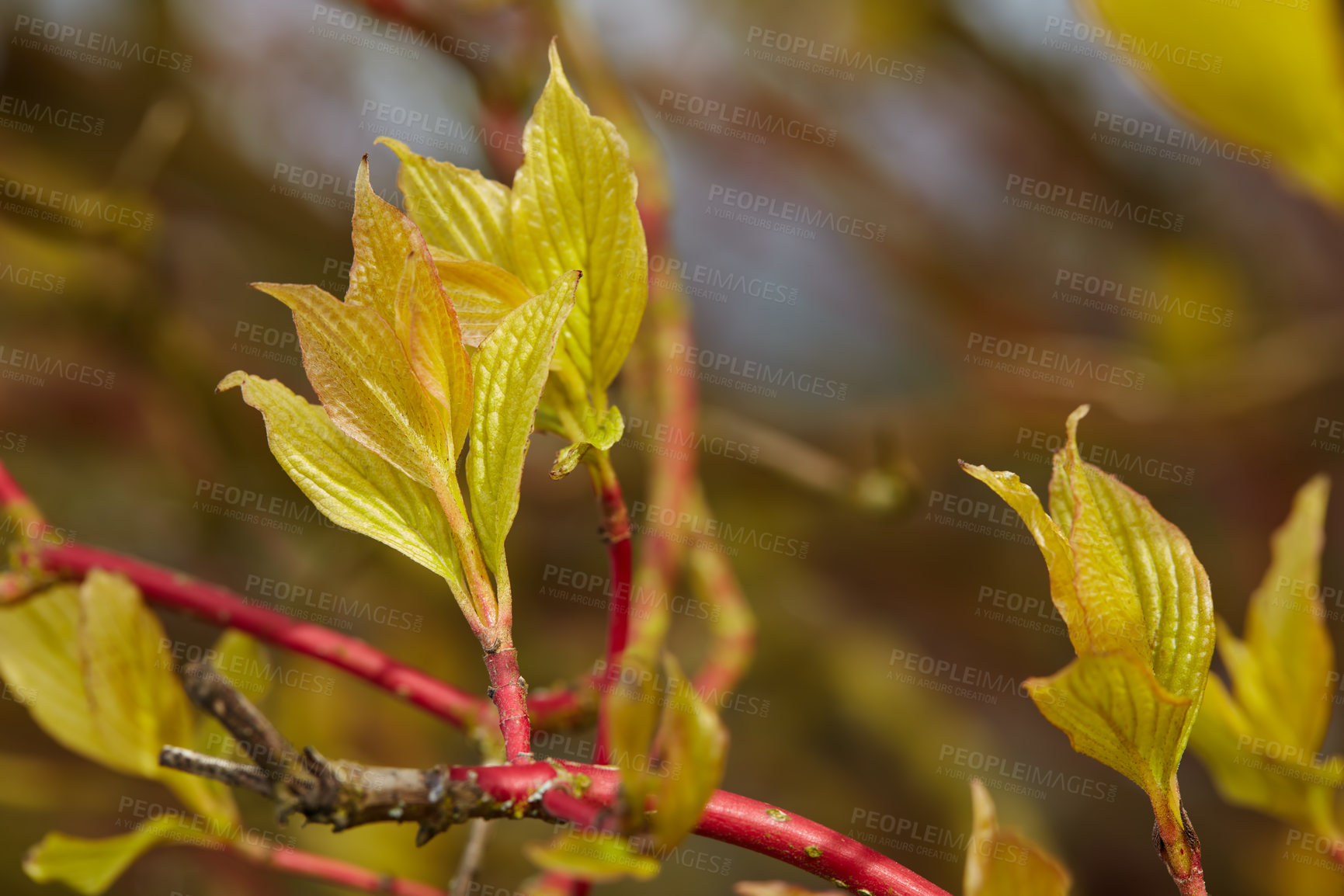 Buy stock photo A series of beautiful garden photos